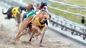 More British Bookmakers Agree on Online Payment Contributions to UK Greyhound Industry