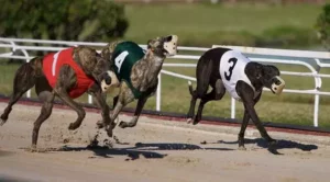 Greyhound Racing Victoria Announces Sky Racing as Primary Media Partner to Popularise Greyhound Racing and Enhance Betting Options