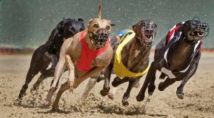 UK Government Maintains Support for Greyhound Racing Despite Welfare Concerns
